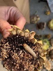 Heliothis phloxiphaga