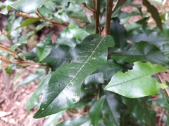 Aextoxicon punctatum