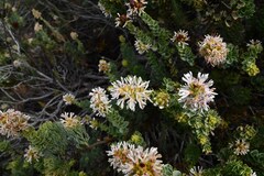 Paranomus roodebergensis