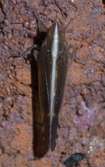 Stenocranus brunneus