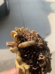 Heliothis phloxiphaga