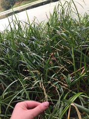 Glyceria notata