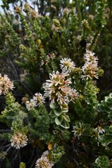 Paranomus roodebergensis