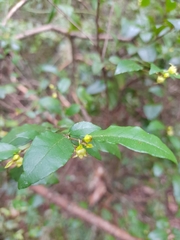 Rhamnus diffusa