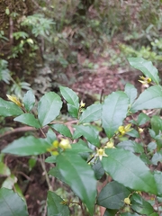 Rhamnus diffusa