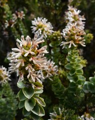 Paranomus roodebergensis