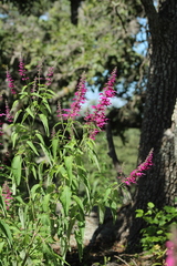 Salvia iodantha