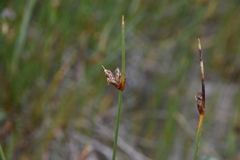 Amphiscirpus nevadensis