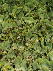 Pistia stratiotes