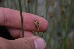 Amphiscirpus nevadensis