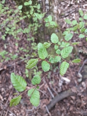 Nothofagus obliqua