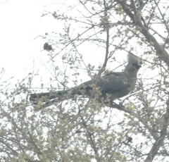 Corythaixoides concolor
