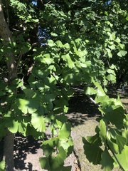 Ginkgo