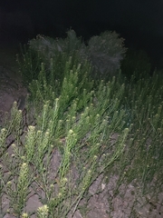 Brassicaceae