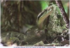 Bothrops jararaca