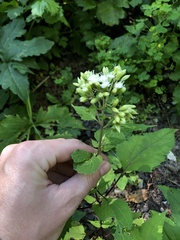 Ageratina