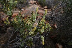 Paranomus roodebergensis