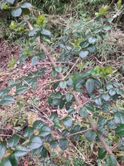 Rhaphithamnus spinosus