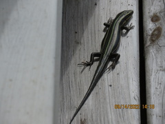 Plestiodon fasciatus