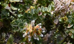 Paranomus roodebergensis