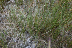 Amphiscirpus nevadensis