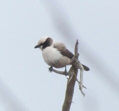 Eurocephalus anguitimens