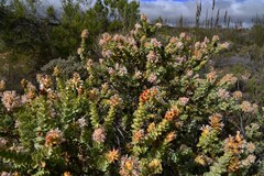 Paranomus roodebergensis