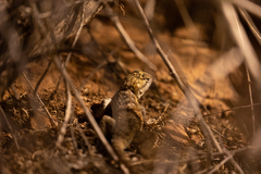 Sceloporus uniformis