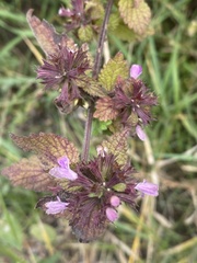 Ballota nigra