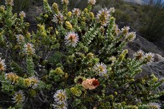 Paranomus roodebergensis