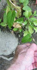 Dioscorea polystachya