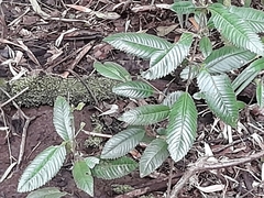 Caldcluvia paniculata