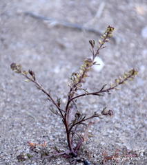 Lepidium auriculatum