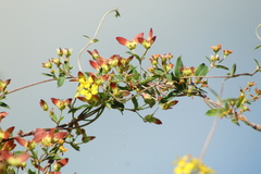 Malpighiaceae