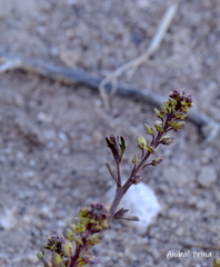 Lepidium auriculatum