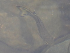 Kuhlia marginata
