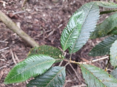 Caldcluvia paniculata