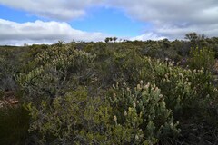 Paranomus roodebergensis