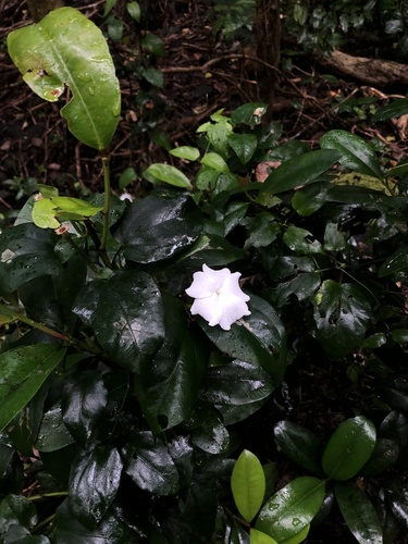 Thunbergia fragrans observed 2022-09-09