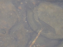 Kuhlia marginata