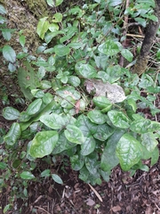 Boquila trifoliolata