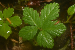 Rubus pedatus