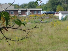 Silphium terebinthinaceum