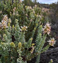 Paranomus roodebergensis