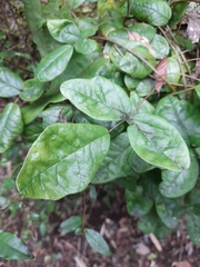 Boquila trifoliolata