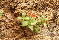 Erythranthe verbenacea