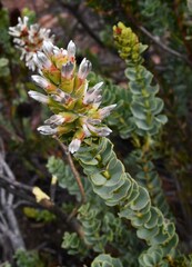 Paranomus roodebergensis