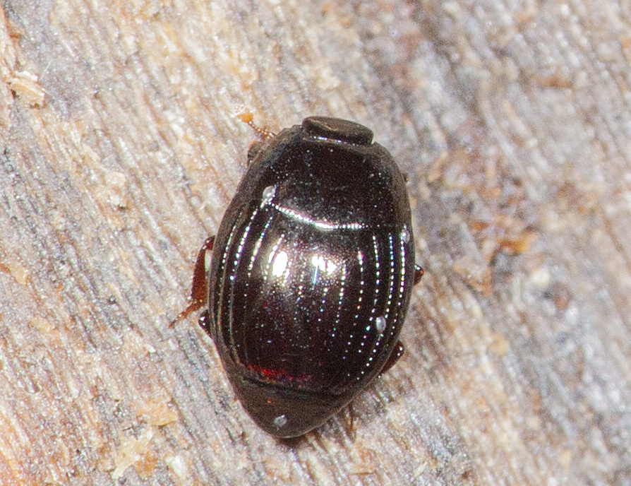 Plagiogramma