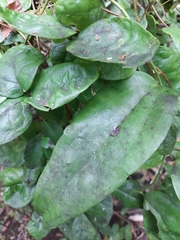 Boquila trifoliolata