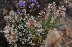 Paranomus roodebergensis